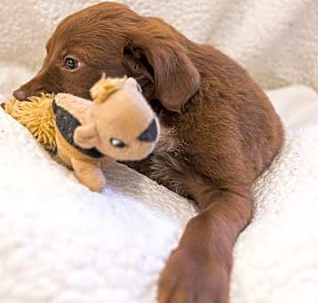 Photo of Oso