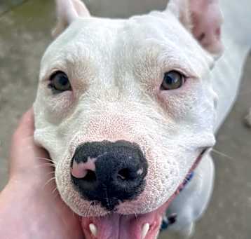 Photo of Pippy LOCAL