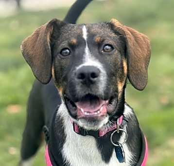 Photo of Daisy