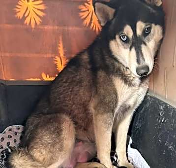 Photo of Bonnie