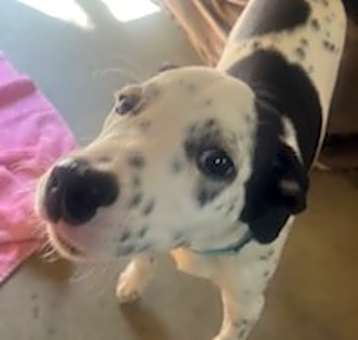 Photo of Snoopy