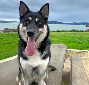 Photo of SAMANTHA (SAM)