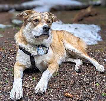 Photo of Greyson (Courtesy)