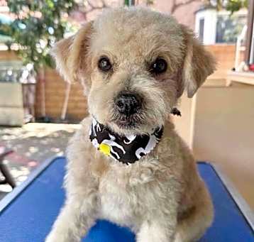 Photo of Bo