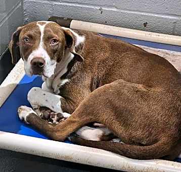 Photo of Lacey