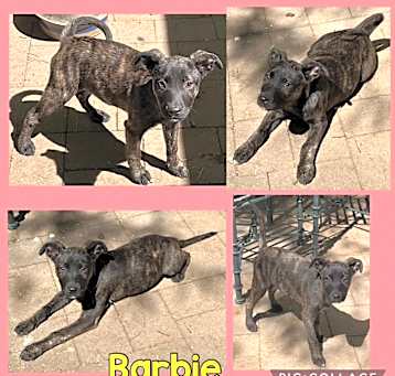 Photo of Barbie