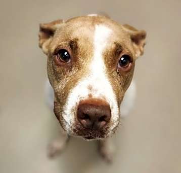Photo of *ANNIE