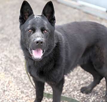 Photo of Buck