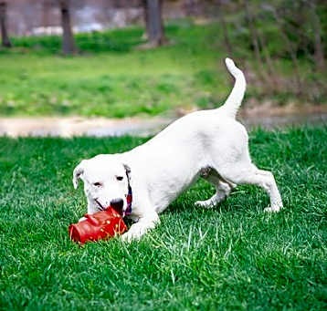 Photo of Buzz