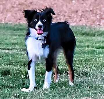 Photo of Roku