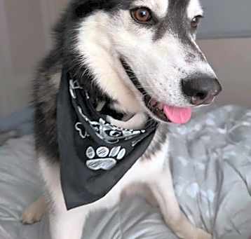 Photo of Cosmos