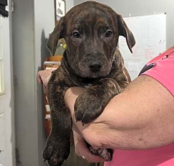 Photo of Scrappy