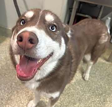 Photo of Brownie*