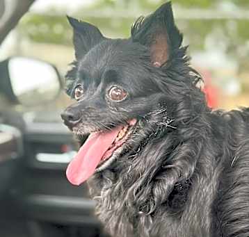 Photo of Belle