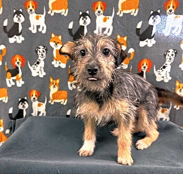 Photo of Honey