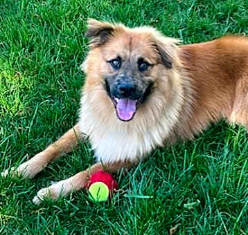 Photo of Koa