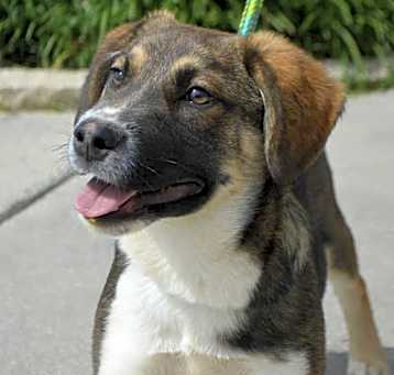 Photo of ROLLO/URGENT