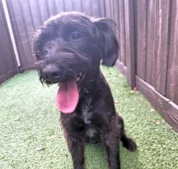 Photo of Trixie 6625