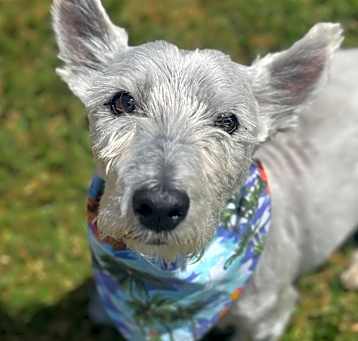 Photo of Toby