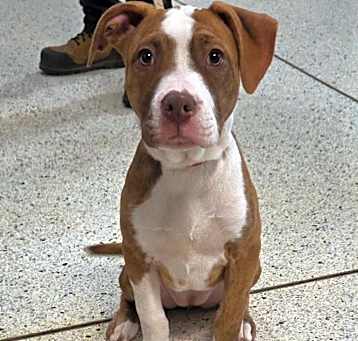 Photo of Junie