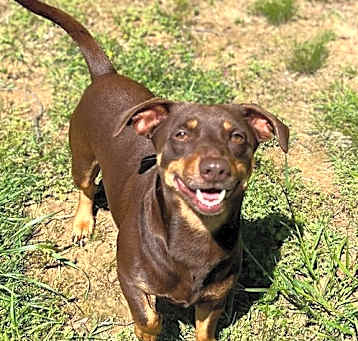 Photo of Brownie