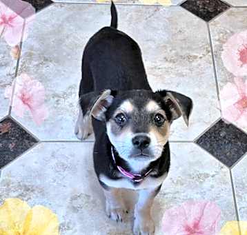 Photo of Piper
