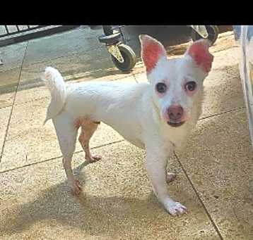 Photo of Snowball