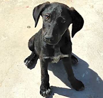 Photo of Raven
