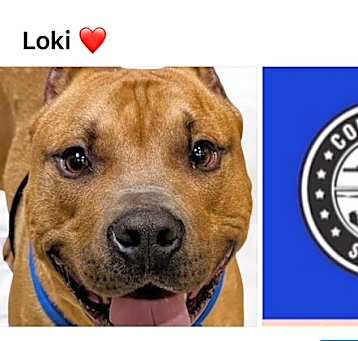 Photo of LOKI