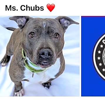 Photo of CHUBBS