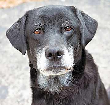 Photo of Dale