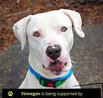 Photo of Finnegan