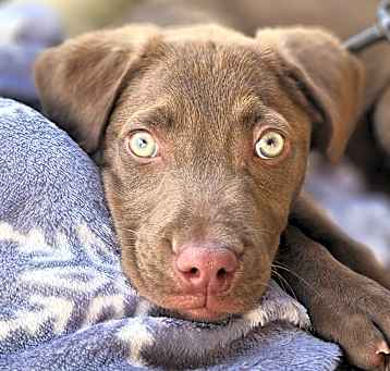 Photo of Mocca