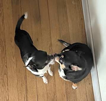 Photo of Auggie & Peta