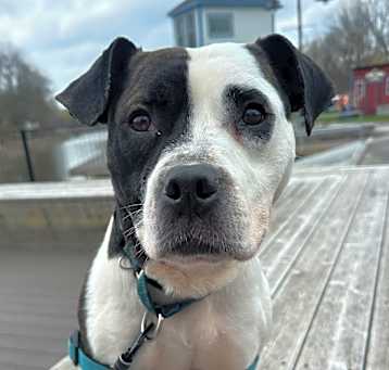 Photo of Lucky