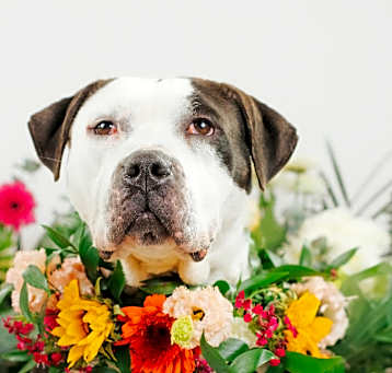 Photo of Bella