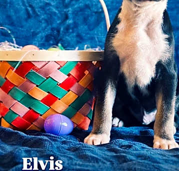 Photo of Elvis