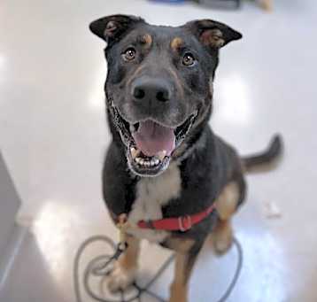 Photo of Max