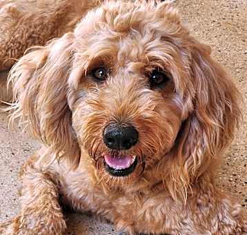 Photo of Delphine