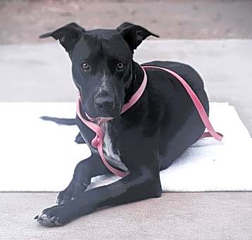 Photo of Onyx