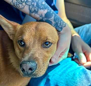 Photo of Puppy