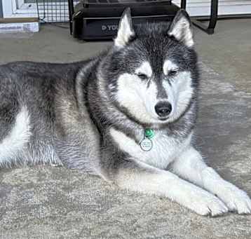 Photo of Mishka