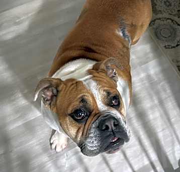 Photo of Rosie