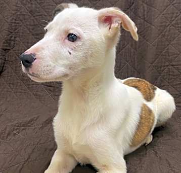 Photo of Custard