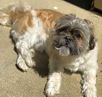 Photo of Booboo