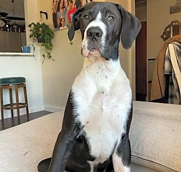 Photo of Loki