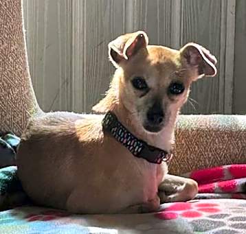 Photo of Olive