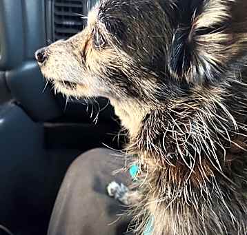 Photo of Louie