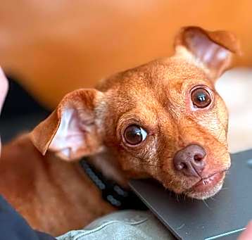 Photo of Zuri