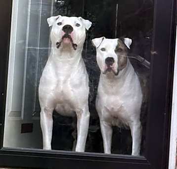 Photo of Drako
